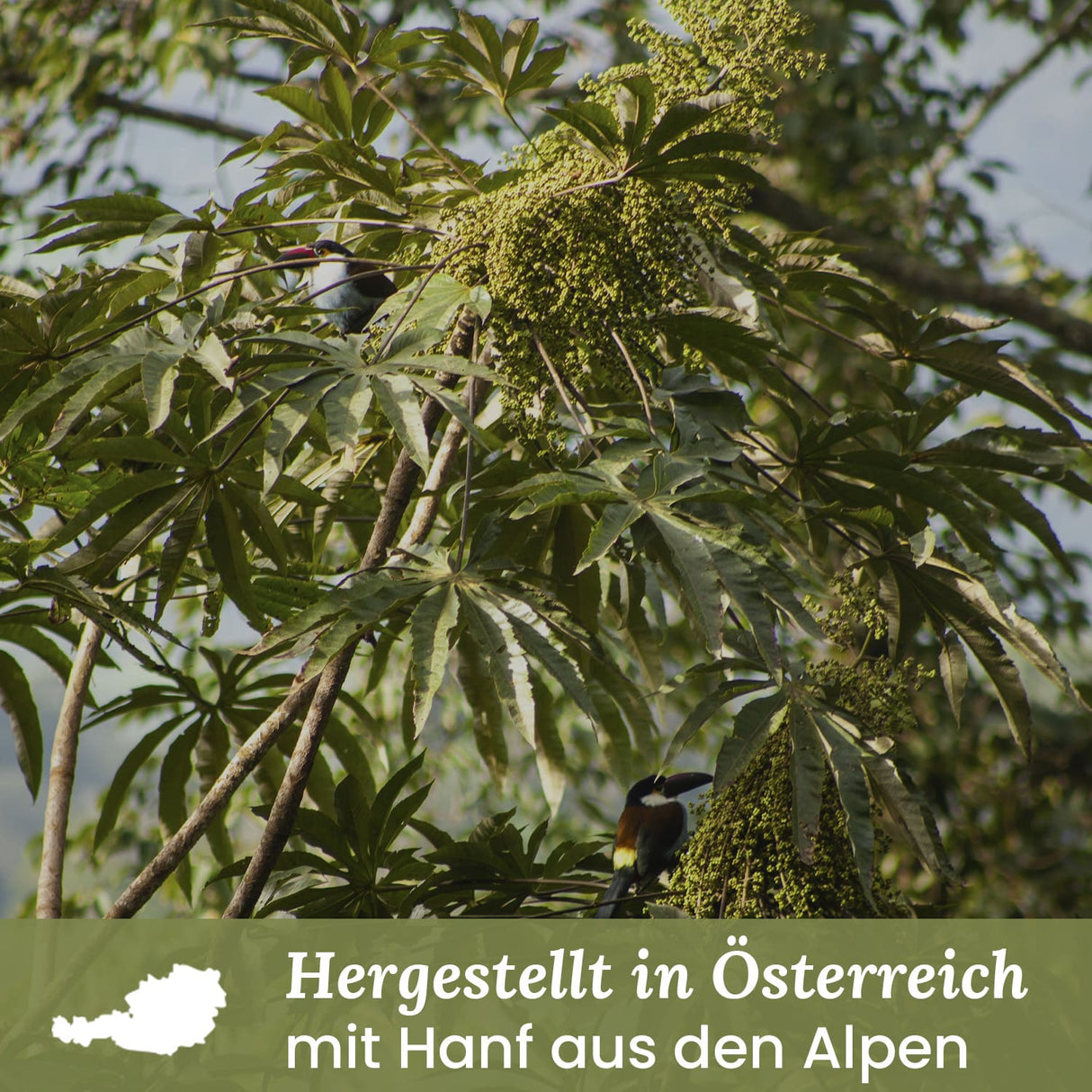 Pure Alps CBD Nachtcreme